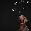 Défense Tickless Teek et VLO pour l'orange fluorescent pour chiens et chats