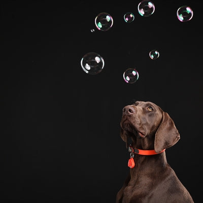 Défense Tickless Teek et VLO pour l'orange fluorescent pour chiens et chats