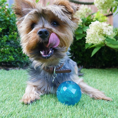 Biosafe chiot snack balle bleu