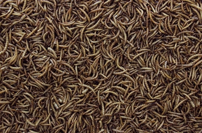 Tiron de farine séché