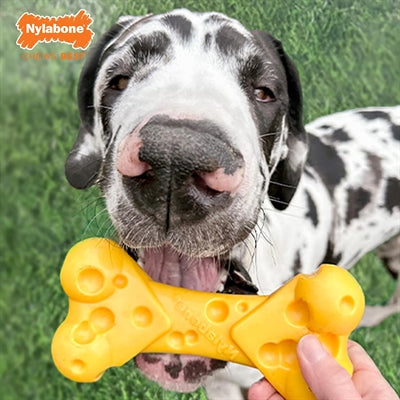 Nylabone Dura Chew Cheese
