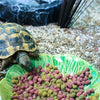 Bol de nourriture pour animaux de compagnie heureux vert feuille