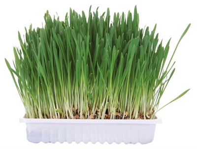 Grass de rongeurs Trixie