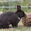 Trixie Willow Tunnel Rabbit