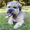 Kong Crunchair Tennis Ballen