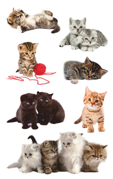 Avery Avery AV-55971 Étiquette de papier z-Design Package A 3 feuilles de chats Photo
