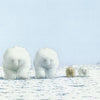 Carte postale 141 : ours polaires dans la neige