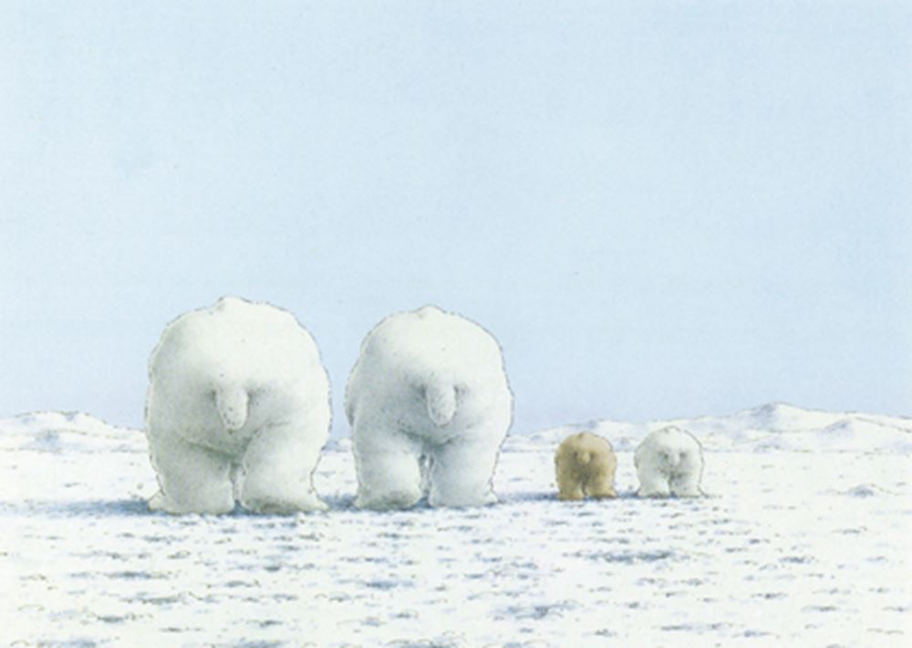 Carte postale 141 : ours polaires dans la neige