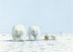 Carte postale 141 : ours polaires dans la neige