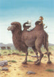 Carte postale illustrée 207 : ours polaire, balade à dos de chameau.
