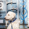 Trixie Dog Leash Cavo Ajustement Indigo Royal Blue