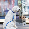 Trixie Dog Leash Cavo Ajustement Indigo Royal Blue
