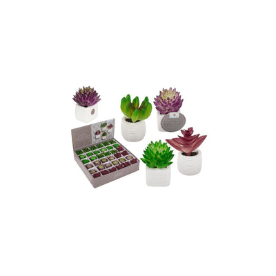 Ootb aimant plante succulente en pot 3x5cm