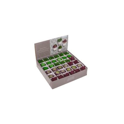 Ootb aimant plante succulente en pot 3x5cm