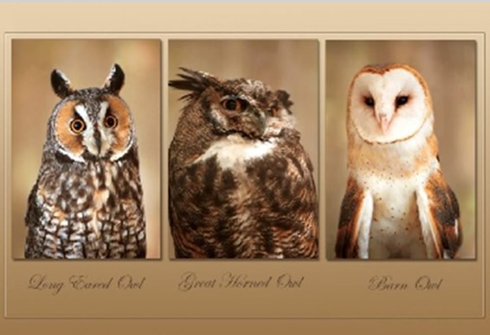 Carte postale 3d hibou 11x16 cm (25 pcs)