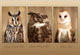 Carte postale 3d hibou 11x16 cm (25 pcs)