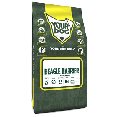 Yourdog beagle harrier adulte
