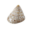 Coquille déco maison Boltze 7x6x4cm
