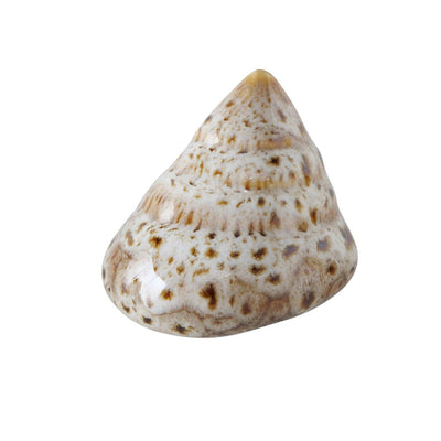 Coquille déco maison Boltze 7x6x4cm