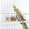 IMAC Food Bowl Parrot