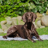 Trixie Cool Mat Gris doux