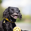 Trixie Gatenbal Natural Rubber avec cloche pour chien aveugle ou handicapé