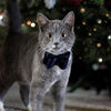 Cupid Comet Luxury Butfly Bow Velvet Blue