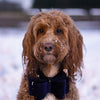 Cupid Comet Luxury Butfly Bow Velvet Blue