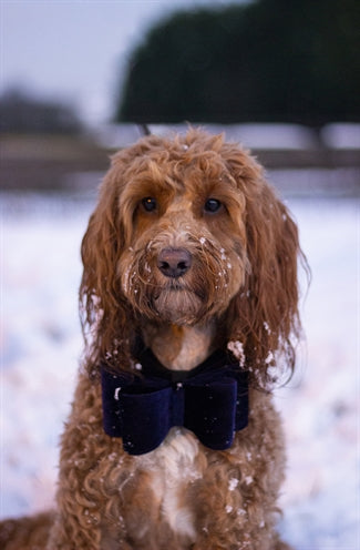 Cupid Comet Luxury Butfly Bow Velvet Blue