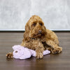 Aromadog calme pose de chien