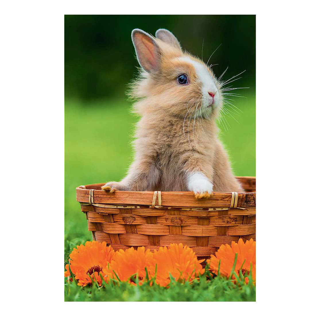 Mini puzzle adorables animaux - 54 pièces.