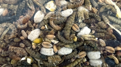 Utopie stooivoos avec des insectes