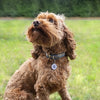TAG TAG SMART PET TAG