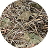 Utopie Timothy Hooi avec feuille de bouleau