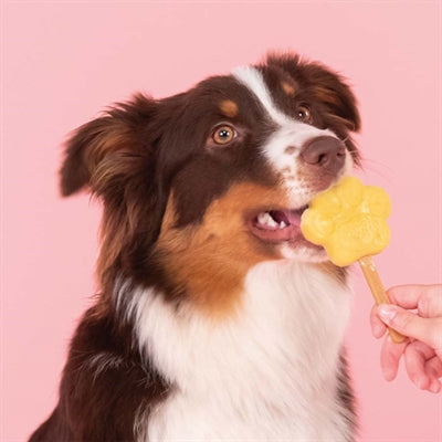 Mélange de crème glacée pour chiens Smoofl Smoofl pomme