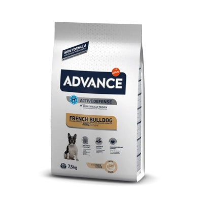 Advance adulte bulldog français