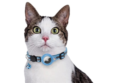 Chat à collier avec porte-étiquettes bleu clair