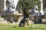 Morso collier pour chien recyclé full metal chien marron - afbeelding 4