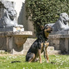 Chien de colso en cols de chien recyclé de chien en métal brun