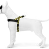 MORSO NORWEGIAN DOG ANCERT