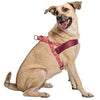 MORSO NORWEGIAN DOG plus dur recyclé rose penser rose