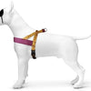MORSO Norwegian Dog Aculator Recycle Jungle Drum Oranje