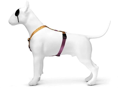 Huisse de chien MORSO