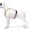 Huisse de chien MORSO