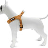MORSO MINI DOG DIFFERT RÉGLABLE RÉGLABLE RECYLLED DUMGLE ORANGE