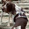 Harness de chien Morso H-Her Incident de spaghetti recyclé
