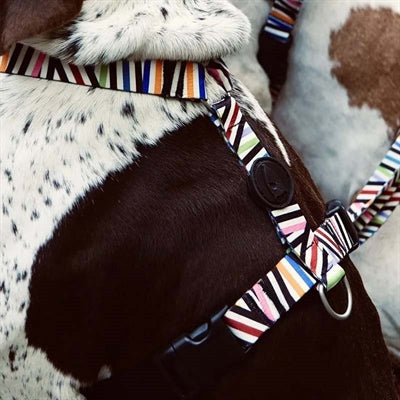 Harness de chien Morso H-Her Incident de spaghetti recyclé