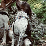 Harness de chien Morso H-Her Incident de spaghetti recyclé - afbeelding 4