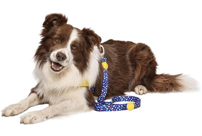 MORSO DOG LASH Recycled Color Invaders Purple