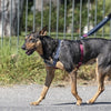 Film de puissance recyclé réglable de la courroie de chien MORSO Black